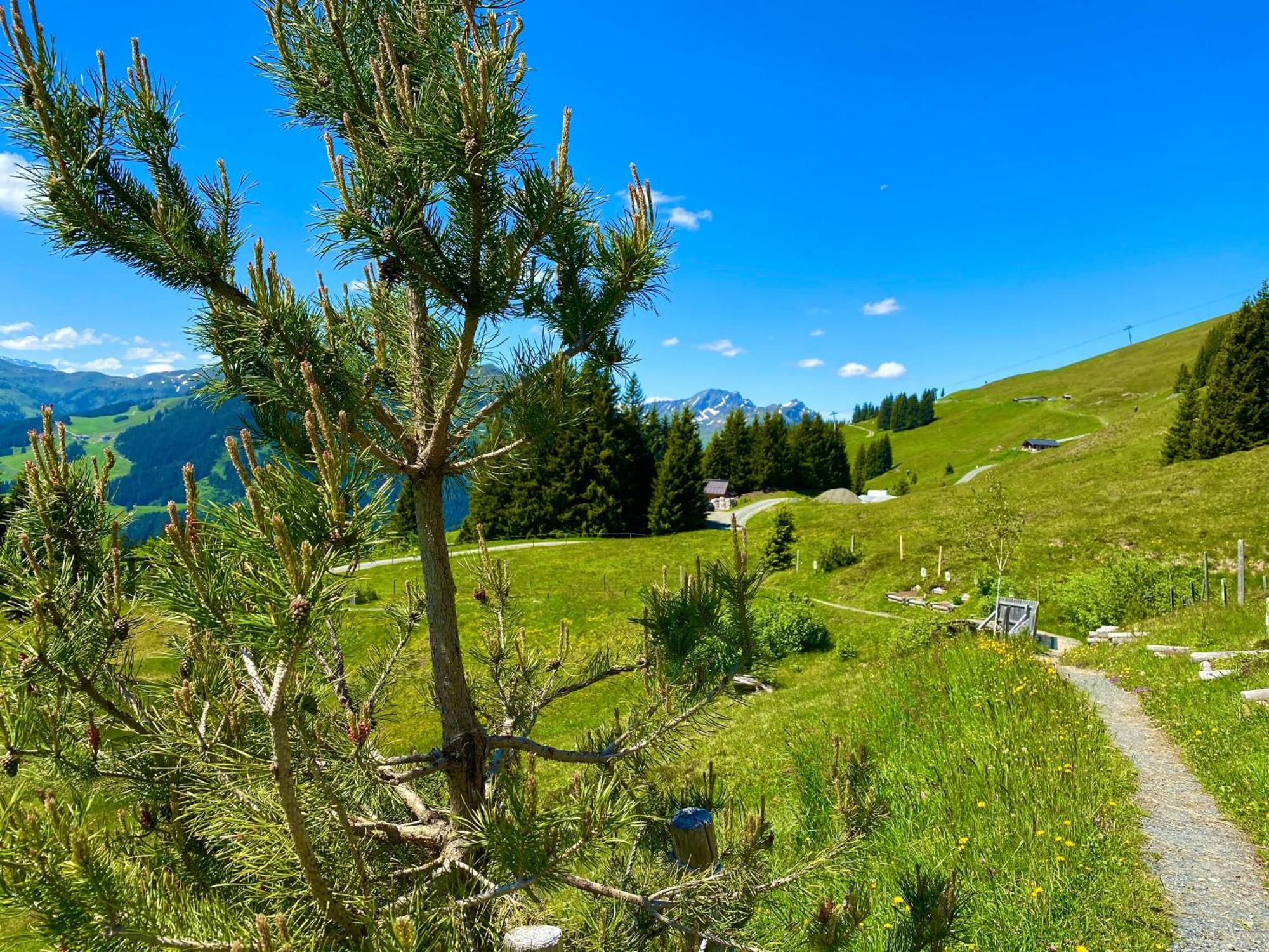 Alm Seasons Premium Chalet & Studios Saalbach Exterior foto